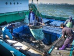 Рыбу сетями поднимают на поверхность воды