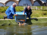 Из термоизоляционных емкостей рыбу выпускают в водоемы