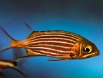 рыба - белка краснополосая