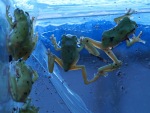 После метаморфоза лягушата приобретают зелено-голубой оттенок