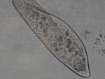 Инфузория туфелька (Paramecium sp.)