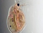 Обыкновенная дафния (Daphnia pulex)