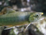 Мальма Salvelinus malma в брачном наряде