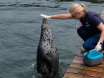 Тренировки проходят как на палубе, так и в воде вольера