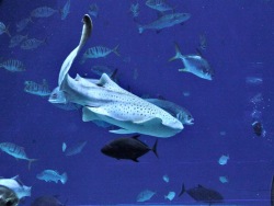В день осведомлённости об акулах Приморский океанариум рушит стереотипы