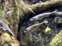 В Приморском океанариуме представлены удивительные рыбки колюшки