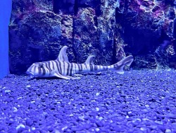 Родившегося в Приморском океанариуме самца зебровидной бычьей акулы Heterodontus zebra разместили на экспозицию