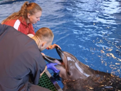 Ветеринары Приморского океанариума внимательно следят за здоровьем животных