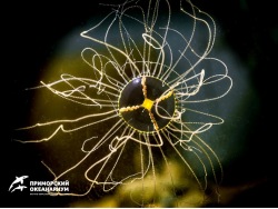 Крестовик – самая ядовитая медуза в России