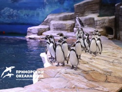 Primorsky Aquarium is the only place in Russia to determine sex of Humboldt penguins