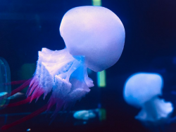 В Приморском океанариуме пополнение: еще три вида медуз украсили аквариумы