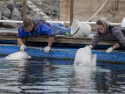 Hydroacoustic studies of beluga whale sounds are under way at Primorsky Aquarium