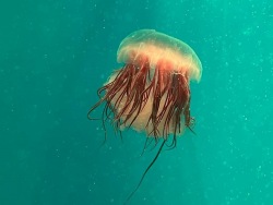 Медузы в море и океанариуме