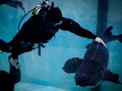 Чистка бассейна с калугами в адаптационном корпусе  Приморского океанариума прошла в дружеской атмосфере