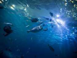 Приморский океанариум приглашает поучаствовать в конкурсе 