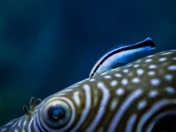 The doctor-fish at the Primorsky Aquarium can take patients every day 