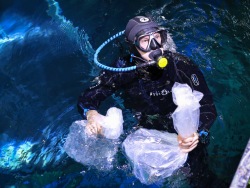 A new batch of tropical fish was adapted at the Primorsky Aquarium