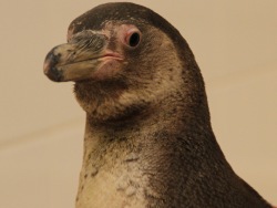 Penguins flew to the Primorsky Aquarium to live in