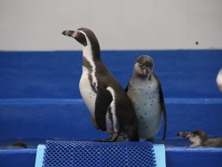 Пингвины Гумбольдта в Приморском океанариуме  оценили корюшку и мойву