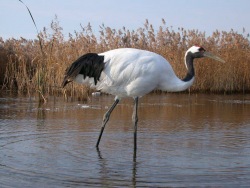 Primorsky Aquarium Celebrates  World Wetlands Day  