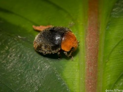 The Tropical Rainforest Exhibit  Has Got Predatory Bugs