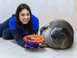 Primorsky Aquarium celebrates Baikal seals’ birthday