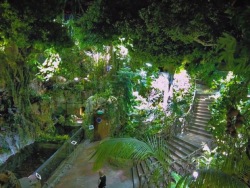 Более 4 тысяч живых растений представлено в экспозиции «Тропический дождевой лес» Приморского океанариума