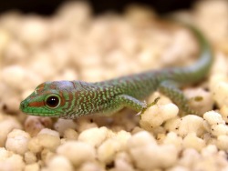 Primorsky Aquarium receives offspring from geckos