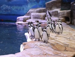 Приморский океанариум – единственное научное учреждение в России, где определяют пол пингвинов Гумбольдта