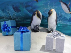 New Year holidays at the Primorsky Aquarium