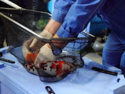 Like an exhibition: ornamental carps return to the outdoor ponds.