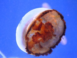 A cold water jelly goes on display at the Primorsky Aquarium.