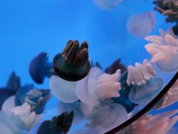 Голубая медуза коричневого цвета: океанариум пополнил коллекцию желетелых