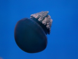 The Aquarium expands its collection of jellies