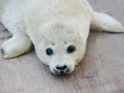 World’s first success in captive breeding of the spotted seal