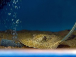 A pearl stingray is born in the Primorsky Aquarium.