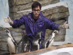 New penguins join the flock at the Primorsky Aquarium.