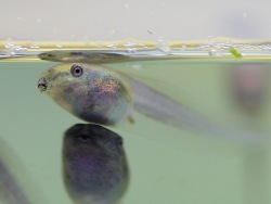 Small Sri Lanka at the Primorsky Aquarium