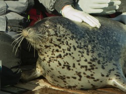 Spotted seal gets back to the Primorsky Aquarium after a long journey