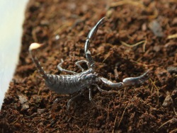 The Aquarium becomes home to a scorpion for the first time