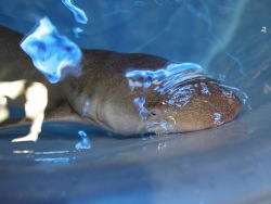 The Primorsky Aquarium welcomes two large sharks