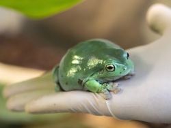 Horned and Australian tree frogs become parents