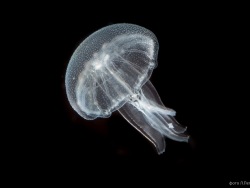 Made at the Aquarium: biologists expand a jellyfish breeding program