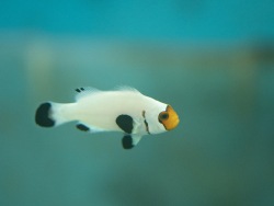 Designer clown fish: peculiar results of a breeding experiment at the Aquarium