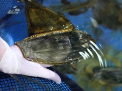 Offspring in keratinous cases: zebra shark lays eggs