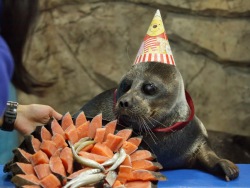 Baikal seals learn painting and celebrate their birthday