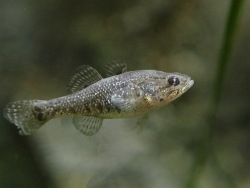 The Primorsky Aquarium-bred Amur sleepers make their debut in the exhibit