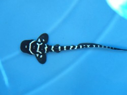 Its name is Alf: the first successful breeding of zebra sharks in Russia