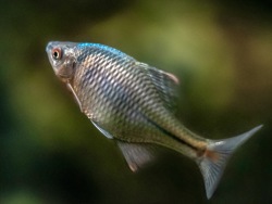 With metallic tint: bitterlings put on their spawning dress