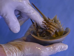 Great and small: Horseshoe crabs of the Aquarium